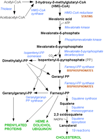 220px-HMG-CoA_reductase_pathway.png