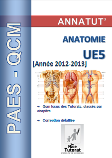 Annatut' UE5-Anatomie.png