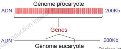 gènes densité.PNG