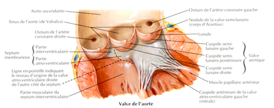 valve aortique.png