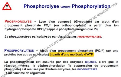 phosphorolyse vs phosphorylation.jpeg