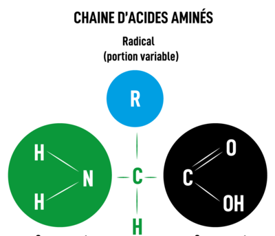 Acide aminé.png