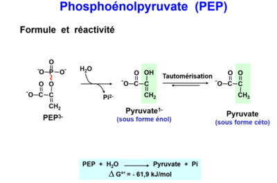 hydrolyse phosphoenolpyruvate.PNG