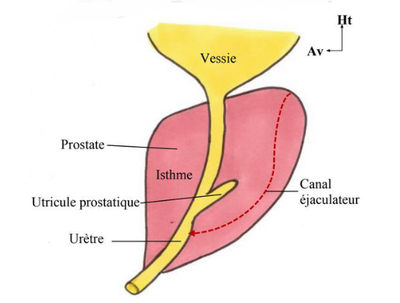 coupe antéro postérieure prostate.png