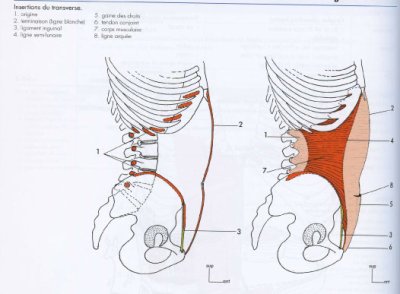 Ligne xiphopubienne muscle transverse de l'abdomen.jpg