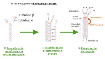 Biologie cellulaire - Cours n°2 - Diapo - Cytosquelette.jpg