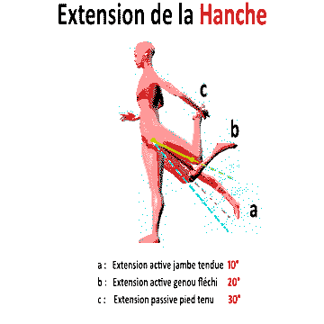 hanche-extension.gif