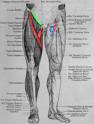 Fig-71-Muscles-and-Cutaneous-Nerves-of-Leg-Anterior-View.png