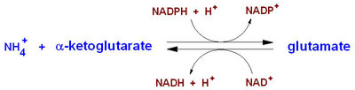 glutamatedehydrogenase.jpg