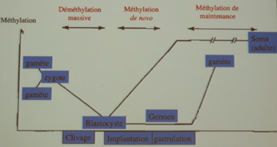 Déméthylation massive.png