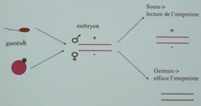 Empreint parentale 2.png