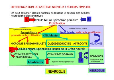COURS-PAES- Ne2-2012-2013.jpg