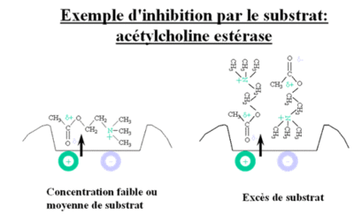 exesSacetylchooline.gif