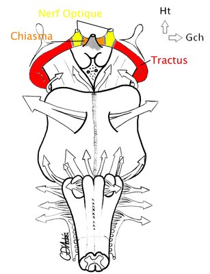 Nerf optique (II).jpg