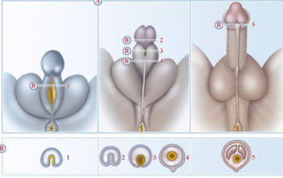 Formation du pénis.PNG