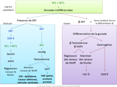 Tableau de la mort qui tue.PNG