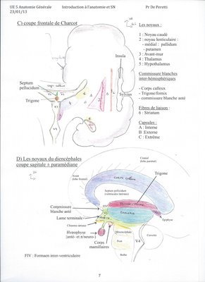 gyrus cingulaire.jpg