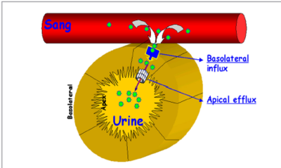 localisation cellulaire.PNG