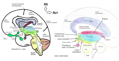 Coupe sagittale médiane encéphale.png