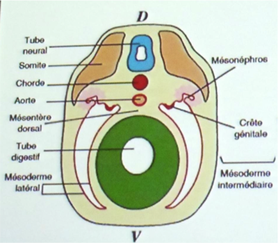Epithélium coelomique.png