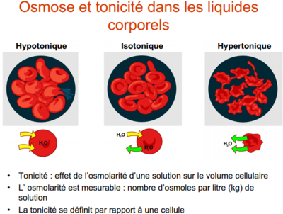 osmose et tonicité.PNG