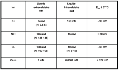 Concentrations ioniques et potentiels membranaires.PNG