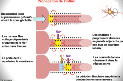 Propagation de l'influx.PNG