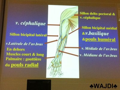 Schéma p8 - Vue antérieure du membre supérieur.jpg