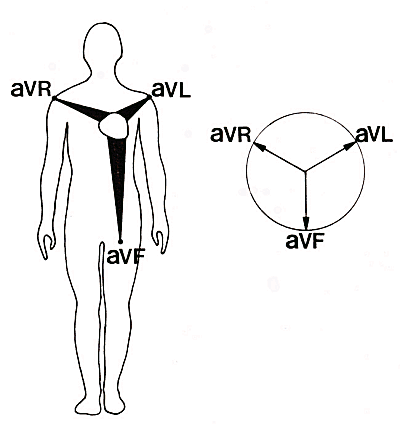 Dérivations unipolaires.gif