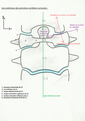 vue ant vertèbres C.png