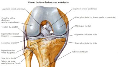 condyles fémur et tibia.png