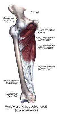 muscle grand adducteur.jpeg