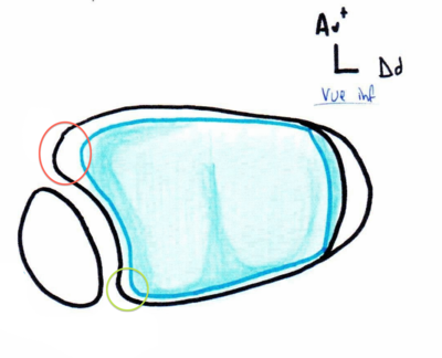 tibia fibula  vue inf.png