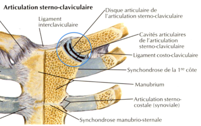 articulation sterno-claviculaire.png