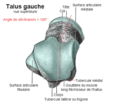 Talus en vue supérieur.png