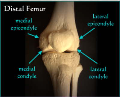 Epicondyles fémoraux.png