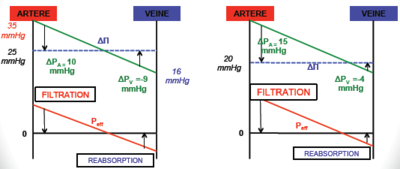 Diminution pression oncotique.PNG