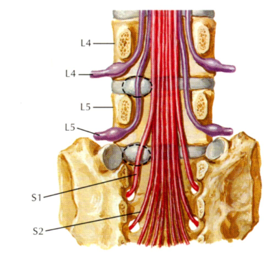 compression L5 ou S1.png