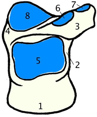 Calcanéus, vue antérieure.jpg