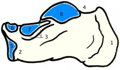 Calcanéus, vue méd.jpg