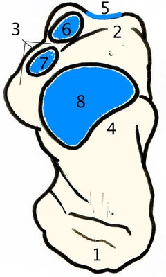 Calcanéus, vue sup.jpg