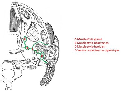 coupe - diaphragme stylien.jpg