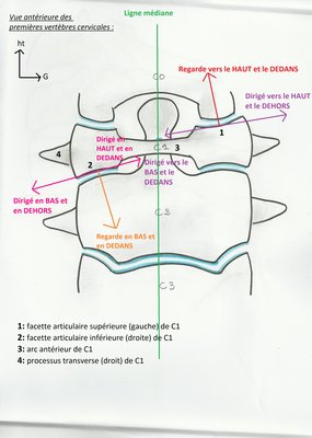 facettes articulaires C1.jpg