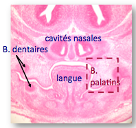 Capture d’écran 2013-03-30 à 11.46.12.png