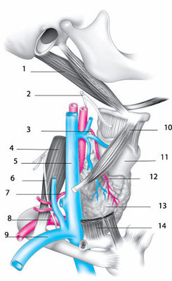 jugulaire interne rapport.jpg