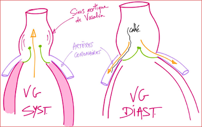 Sinus aortique de Vasalva.png