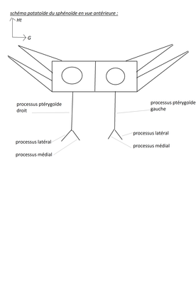 sphénoïde.png