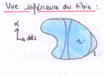 Extrémité inf du tibia.png