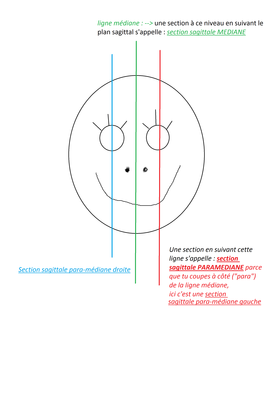 section paramédiane.png