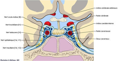 cavernous-sinus-cranial-nerves-hypophysis-anatomical-drawing-en_medical512.jpg